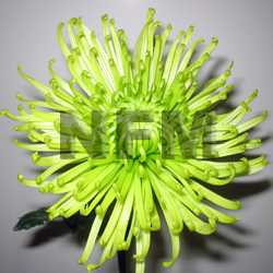 mums spider flowers | green